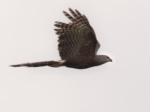 Long-tailed Hawk